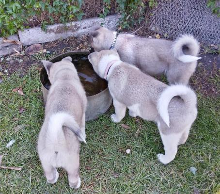 Gorgeous Akita Inu Puppies Ready now